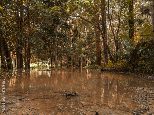 Tropical Forest. Brown Water River. River Backwaters with Trees and Bushes. No People. Tropical Woods. Dark Jungle. Kuranda, Australia. Tropical Rainforest Vegetetion. Palm Trees, Lianas and Creepers. photo