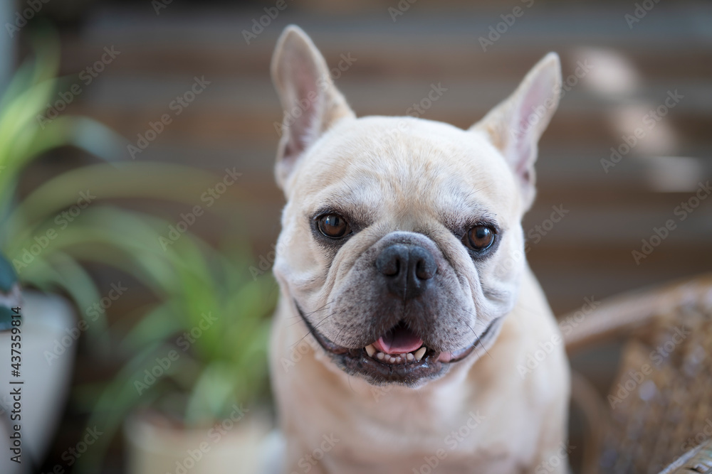 Cute French bulldog sitting indoor looking to camera. Cute French bulldog sitting indoor looking to camera.