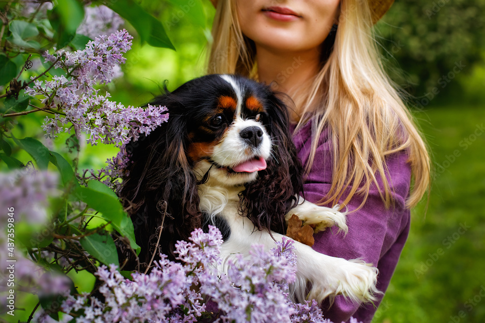 A young woman holds a Cavalier King Charles Spaniel dog near a lilac bush. Pet and in the hands of the hostess in nature in the park.