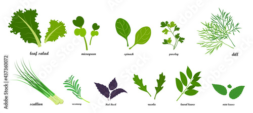 Set of fresh green leafy vegetables, salad dressings in flat style, infographics with text