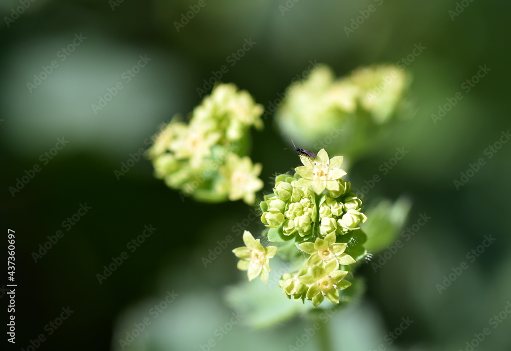 Nahaufnahme von gelben Frauenmantel-Knospen Nahaufnahme von gelben Frauenmantel-Knospen