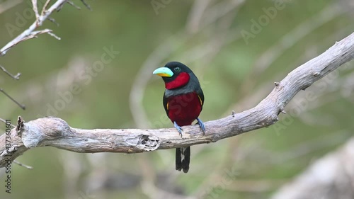 Black-and-red Broadbill, Cymbirhynchus macrorhynchos, Kaeng Krachan, Thailand; perched alone on a bare branch facing to the left during the afternoon. photo