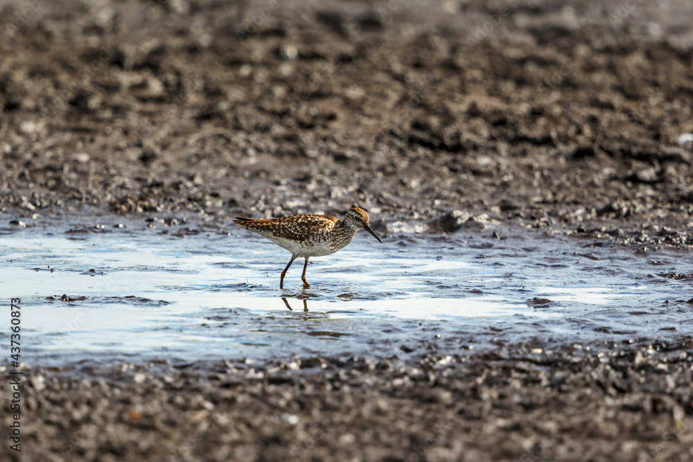 Wood sandpiper in the mud at a lakeshore Wood sandpiper in the mud at a lakeshore