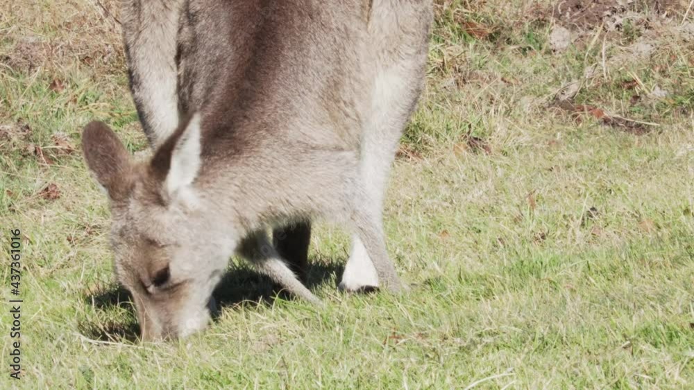 Close Up Og A Hungry Wallaby Feeding On The Grass At The Field In Australia Under The Sun. Close Up Og A Hungry Wallaby Feeding On The Grass At The Field In Australia Under The Sun.