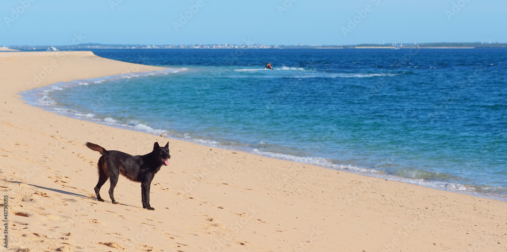 Black dog by the sea. White sand. Black dog by the sea. White sand.