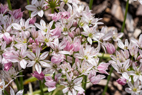 Allium 'Cameleon' an early summer flowering bulbous plant with a pink white summertime flower commonly known an ornamental onion, stock photo image with copy space