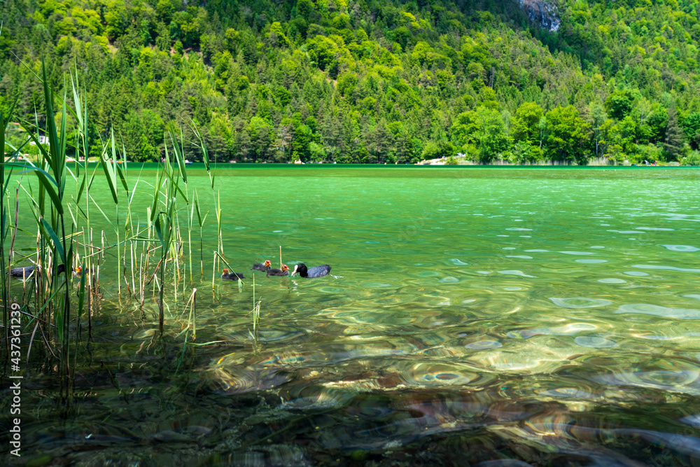 Wanderweg am Reintalersee bei Kramsach mit Blässhuhn und Jungtieren Wanderweg am Reintalersee bei Kramsach mit Blässhuhn und Jungtieren