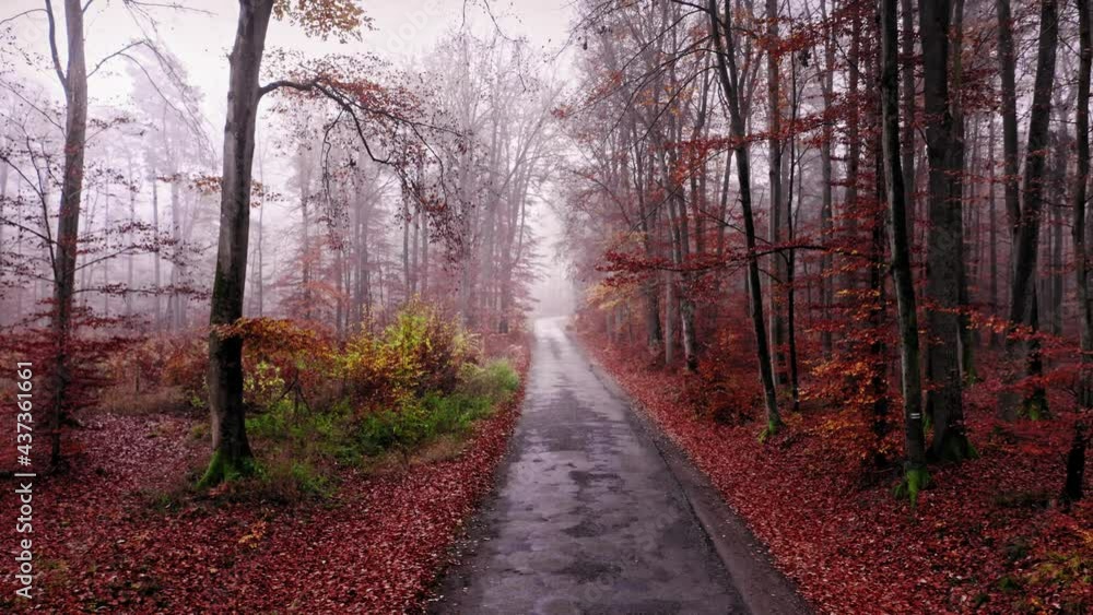 Asphalt road leading through foggy forest in autumn. Asphalt road leading through foggy forest in autumn.