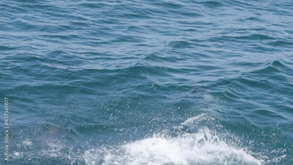 Group of white-sided dolphins jumps out of the water in the ocean Group of white-sided dolphins jumps out of the water in the ocean