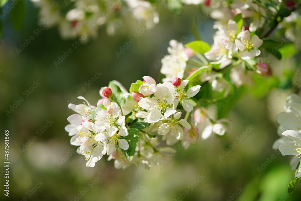 South Korea, Seoul, crab apple Blossoms, 한국, 서울, 꽃사과 South Korea, Seoul, crab apple Blossoms, 한국, 서울, 꽃사과