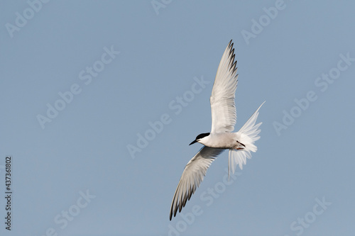 アジサシ飛翔(Common Tern)