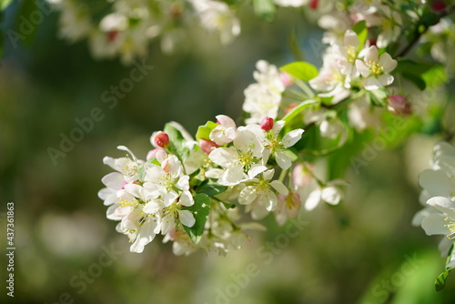 South Korea, Seoul, crab apple Blossoms, 한국, 서울, 꽃사과