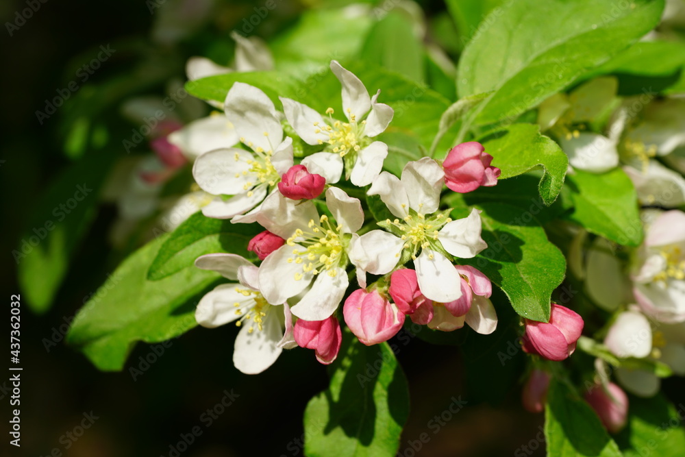 South Korea, Seoul, crab apple Blossoms, 한국, 서울, 꽃사과 South Korea, Seoul, crab apple Blossoms, 한국, 서울, 꽃사과