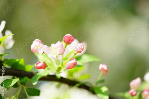 South Korea  Seoul  crab apple Blossoms                           