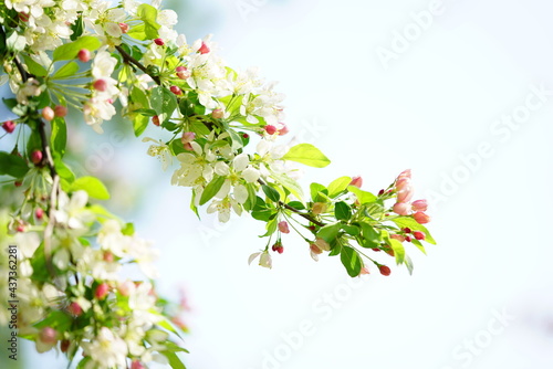 South Korea, Seoul, crab apple Blossoms, 한국, 서울, 꽃사과