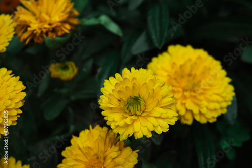 Calendula officinalis  medicinal plant native to the Mediterranean with its yellow flower