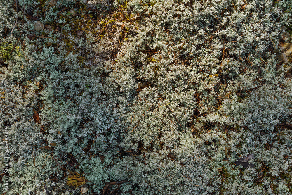 texture of gray moss close up texture of gray moss close up