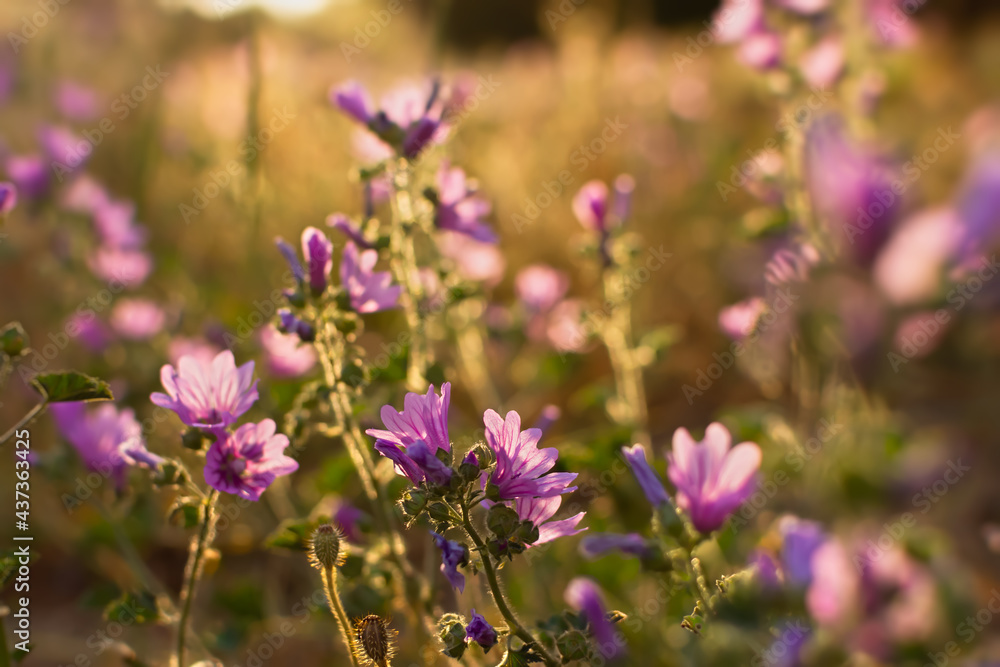 Summer wildflowers background. Wild pink hollyhocks in the golden rays of the sun. Beautiful atmospheric landscape with wild medicinal flowers. The concept of summer, warmth, sunset. Bright light Summer wildflowers background. Wild pink hollyhocks in the golden rays of the sun. Beautiful atmospheric landscape with wild medicinal flowers. The concept of summer, warmth, sunset. Bright light