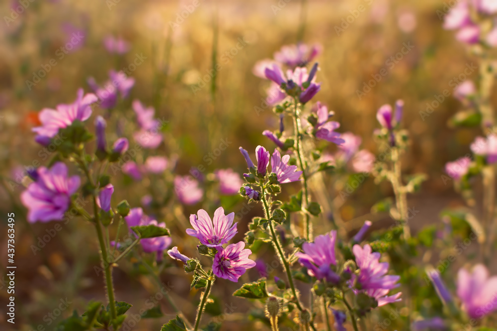 Summer wildflowers background. Wild pink hollyhocks in the golden rays of the sun. Beautiful atmospheric landscape with wild medicinal flowers. The concept of summer, warmth, sunset. Bright light Summer wildflowers background. Wild pink hollyhocks in the golden rays of the sun. Beautiful atmospheric landscape with wild medicinal flowers. The concept of summer, warmth, sunset. Bright light