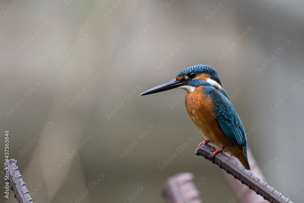 Fototapeta premium Common Kingfisher (Alcedo atthis) Eurasian Kingfisher Bird sitting on branch
