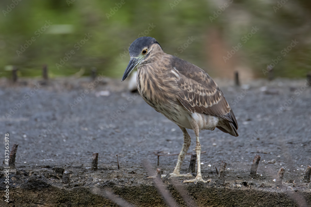 Portrait Nature wildlife image of little heron standing beside lake Portrait Nature wildlife image of little heron standing beside lake