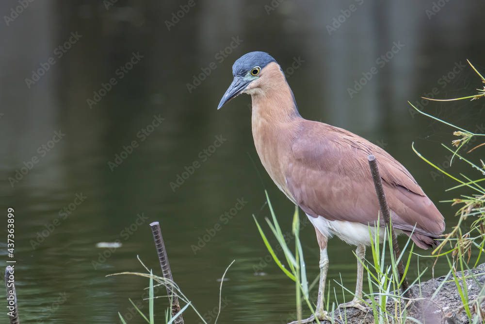 Naklejka premium Portrait Nature wildlife image of little heron standing beside lake