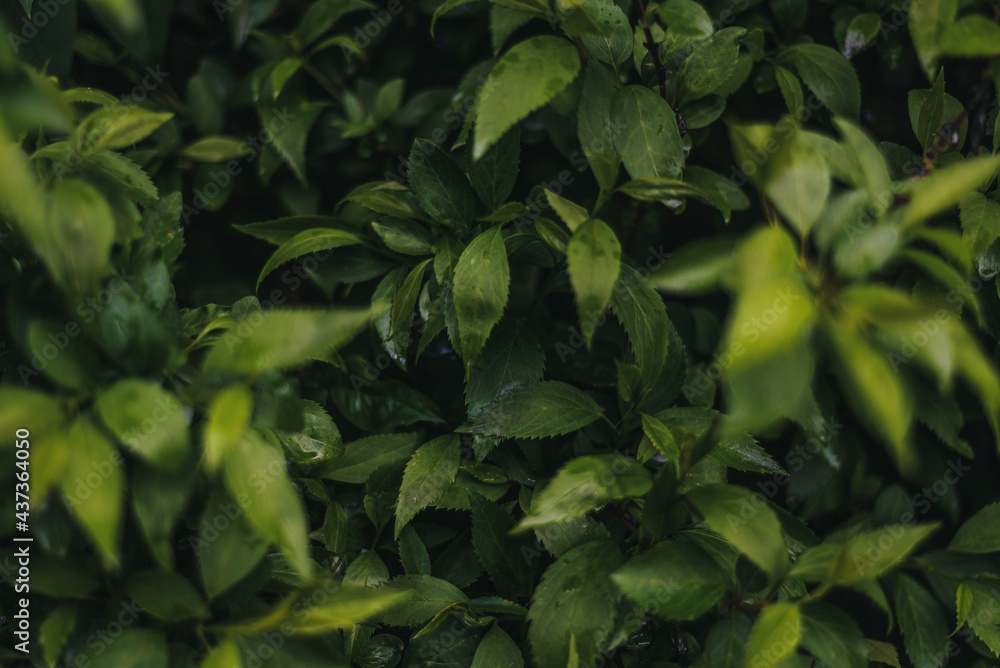 Dark leaves background Dark leaves background
