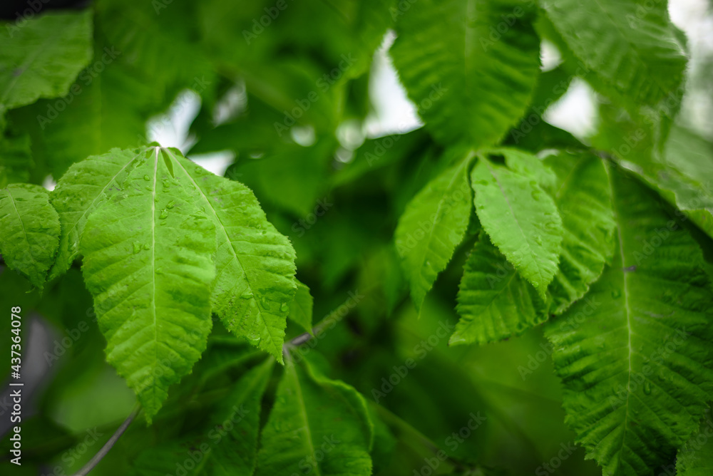 Light green leaves background Light green leaves background