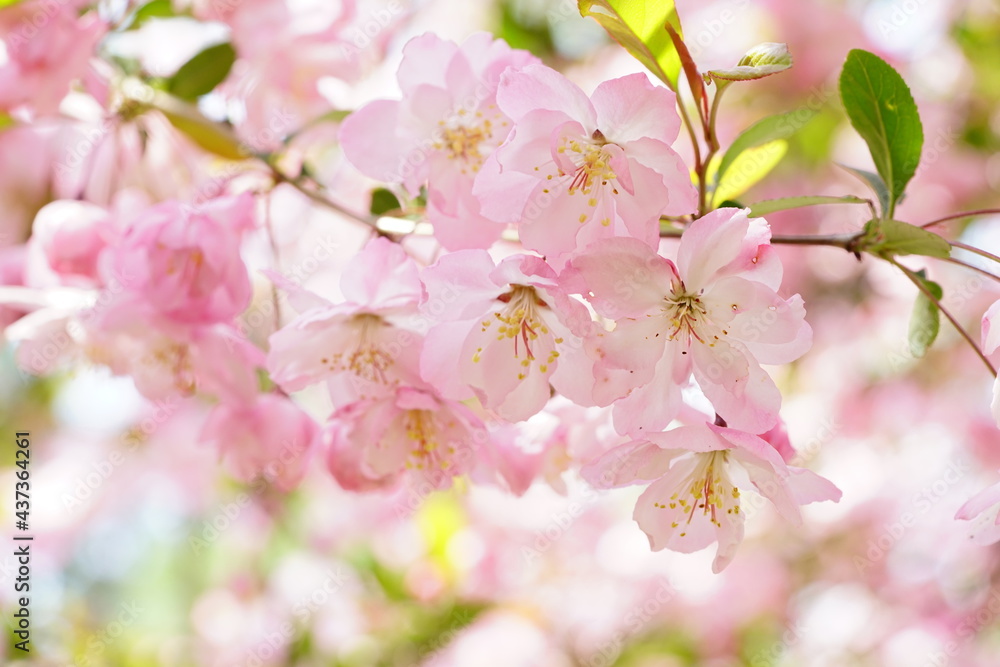 Naklejka premium South Korea, Seoul, Olympic Park, Crab Apple Blossoms, 한국, 서울, 올림픽공원, 꽃사과, 분홍, 투명, 찬란