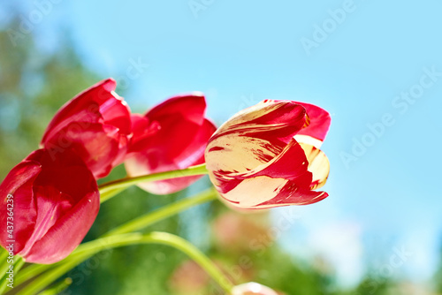 four red and red-yellow tulips close-up against the background of the sky and greenery for congratulations and cards
