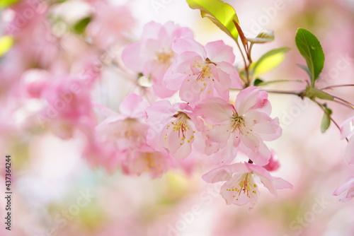 South Korea, Seoul, Olympic Park, Crab Apple Blossoms, 한국, 서울, 올림픽공원, 꽃사과, 분홍, 투명, 찬란 © Jaemin Lee