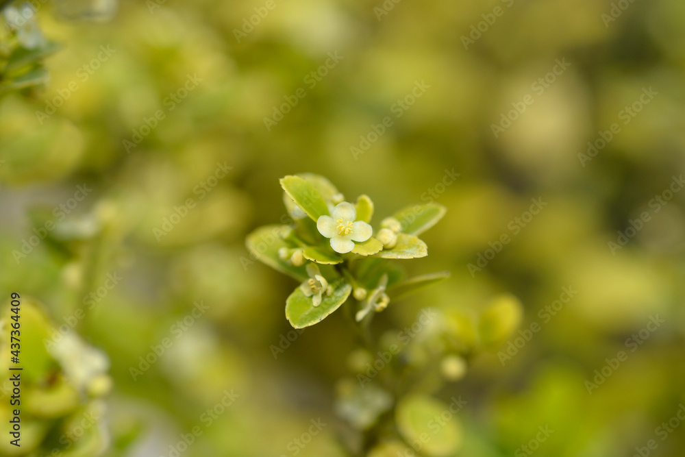 Box-leaved holly Box-leaved holly