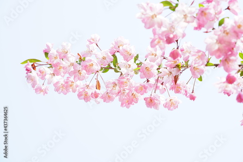 South Korea  Seoul  Olympic Park  Crab Apple Blossoms                                                            