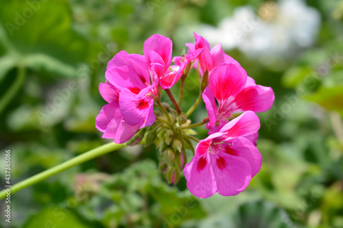 Horse-shoe pelargonium