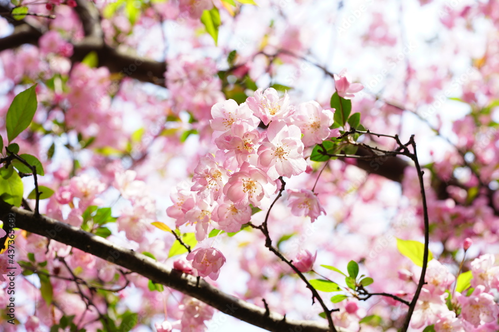 South Korea, Seoul, Olympic Park, Crab Apple Blossoms, 한국, 서울, 올림픽공원, 꽃사과, 봄꽃, 접사 South Korea, Seoul, Olympic Park, Crab Apple Blossoms, 한국, 서울, 올림픽공원, 꽃사과, 봄꽃, 접사