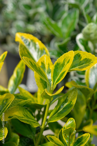 Japanes spindle Aureus