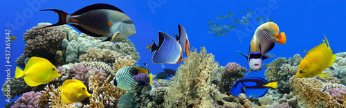 Fototapeta Naklejka Na Ścianę i Meble -  Tropical Fish and Coral Reef - panorama