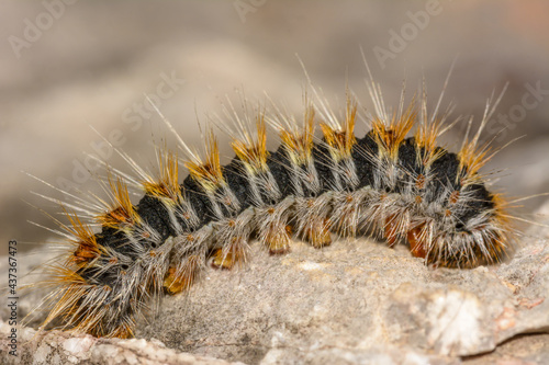 	
Side macro plan of, caterpillar Pine Processionary Thaumetopoea pityocampa, on a stone.	
