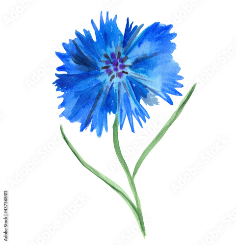 Bluet, cornflower, blue centaurea, beautiful field flower. Botanical, floral illustration. Single flower isolated on a white background. Hand drawn watercolor illustration. 