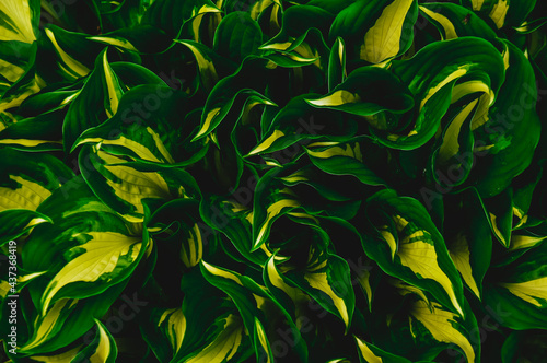 Variegate two-color host. Background. A green plant. Leaf texture