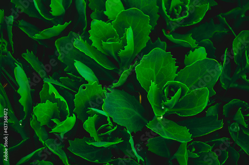Green background. The texture of the leaves of the ochitok plant photo