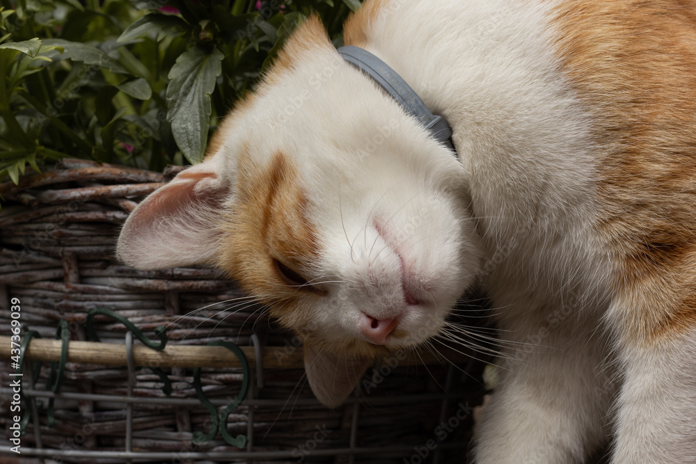 Closeup of an orange cat in a flea collar rubbing against a flower pot.