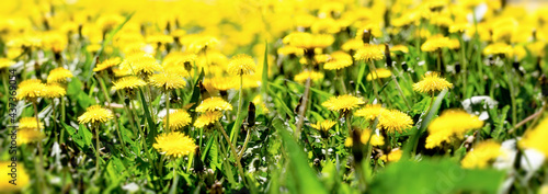Beautiful nature, field of yellow dandelions, flowering dendelion flowers in meadow
