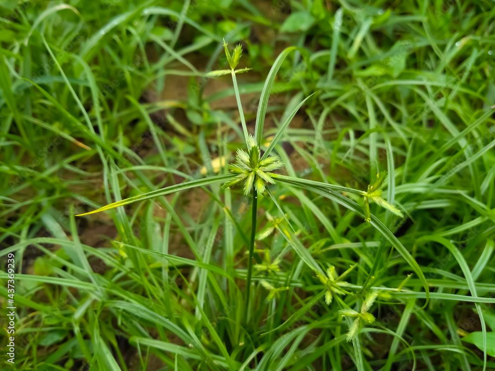 umbrella sedge plant in the ground umbrella sedge plant in the ground