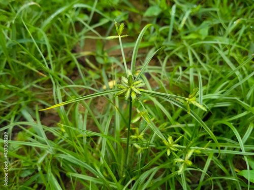 umbrella sedge plant in the ground