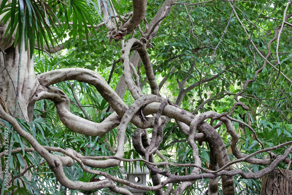 Tropical hanging vines. Jungle liana climbing plants, wild rainforest By  WinWin_artlab