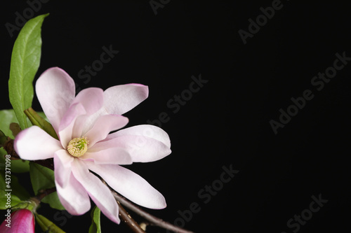 Magnolia tree branch with beautiful flower on black background, closeup. Space for text