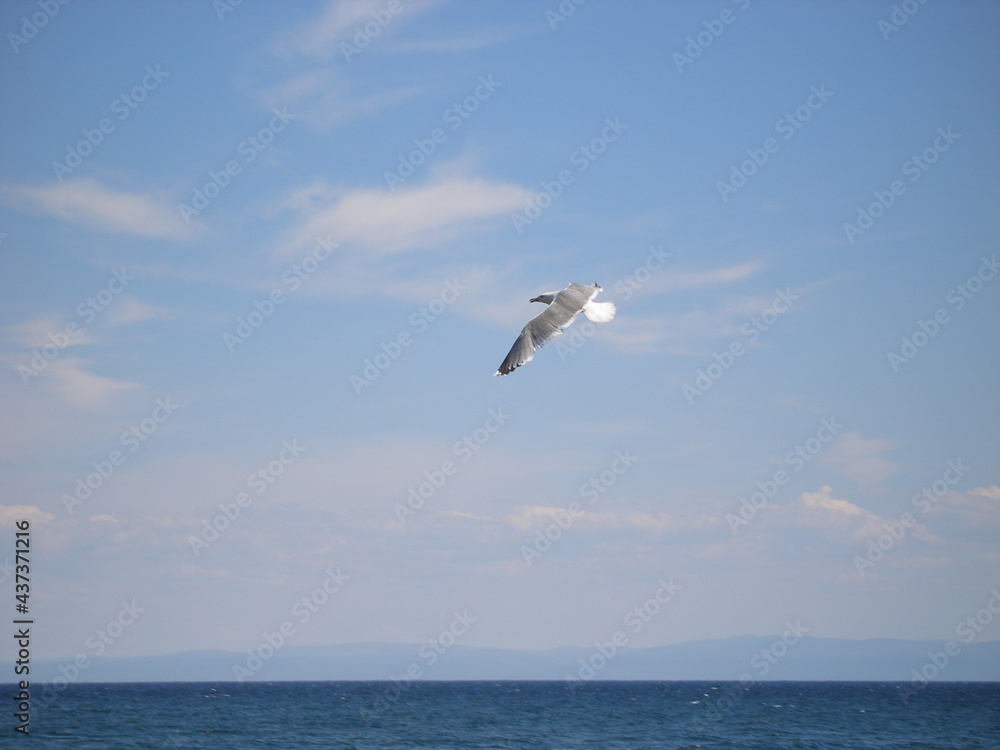 The seagull bird spreads its wings and flies over lake Baikal looking for fish