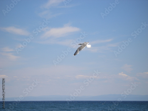 The seagull bird spreads its wings and flies over lake Baikal looking for fish