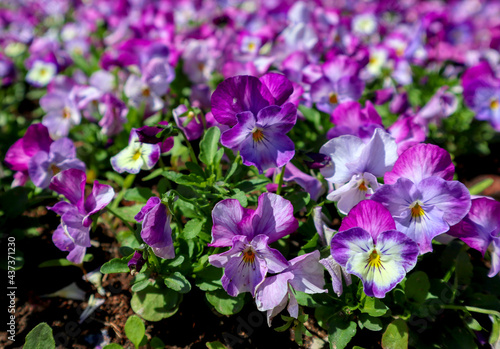 Pansies flowers. Bright spring floral pattern with natural lit by sunlight. Beautiful fresh nature background.